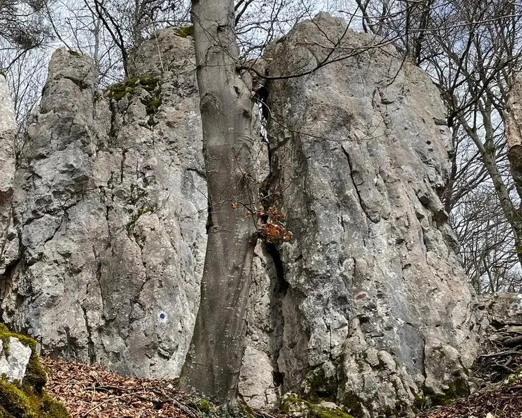 Klettertopo „Backenzahn“ am Fels Backenzahn in Konstein
